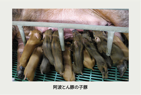 阿波とん豚の子豚 阿波とん豚の子豚
